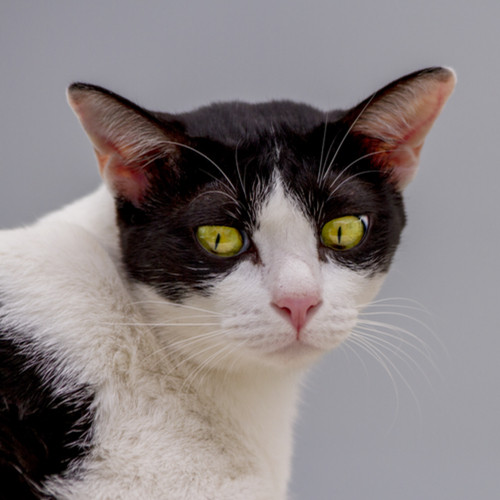 Bicolour Shorthair Cat by Rachata Sinthopachakul (via Shutterstock).